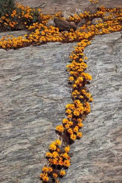 South Namaqualand Flower blossoms among rocks
